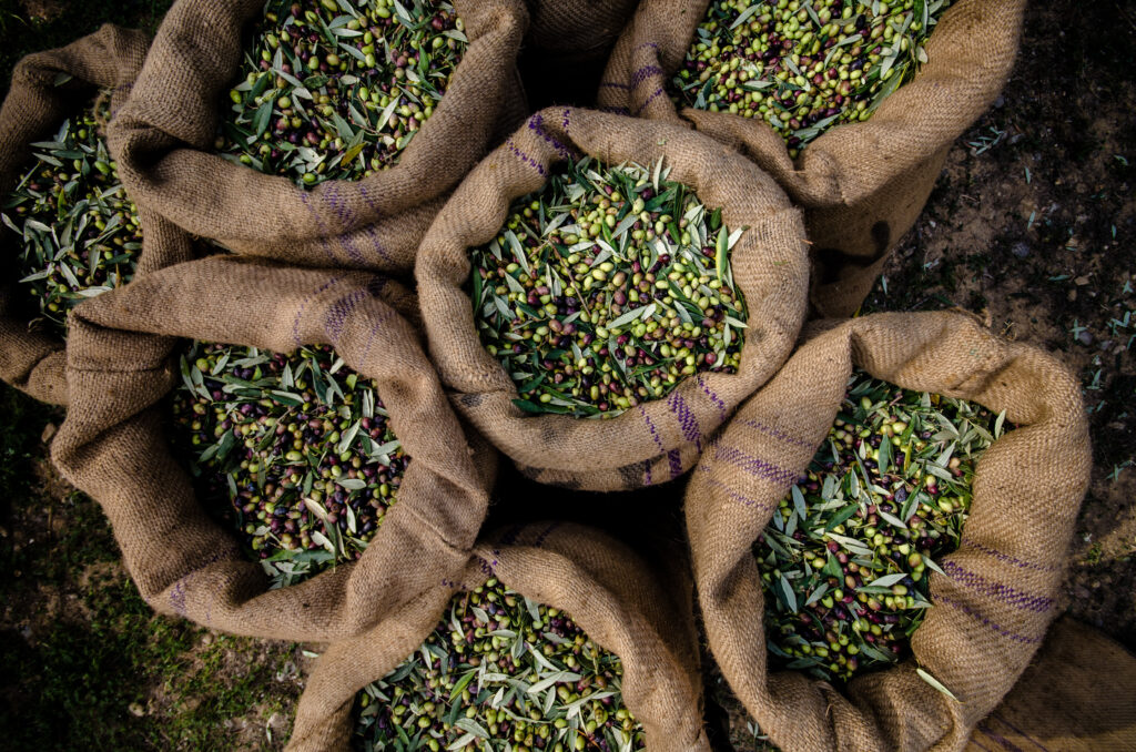 Harvested fresh olives in sacks in a field in Crete, Greece for olive oil production