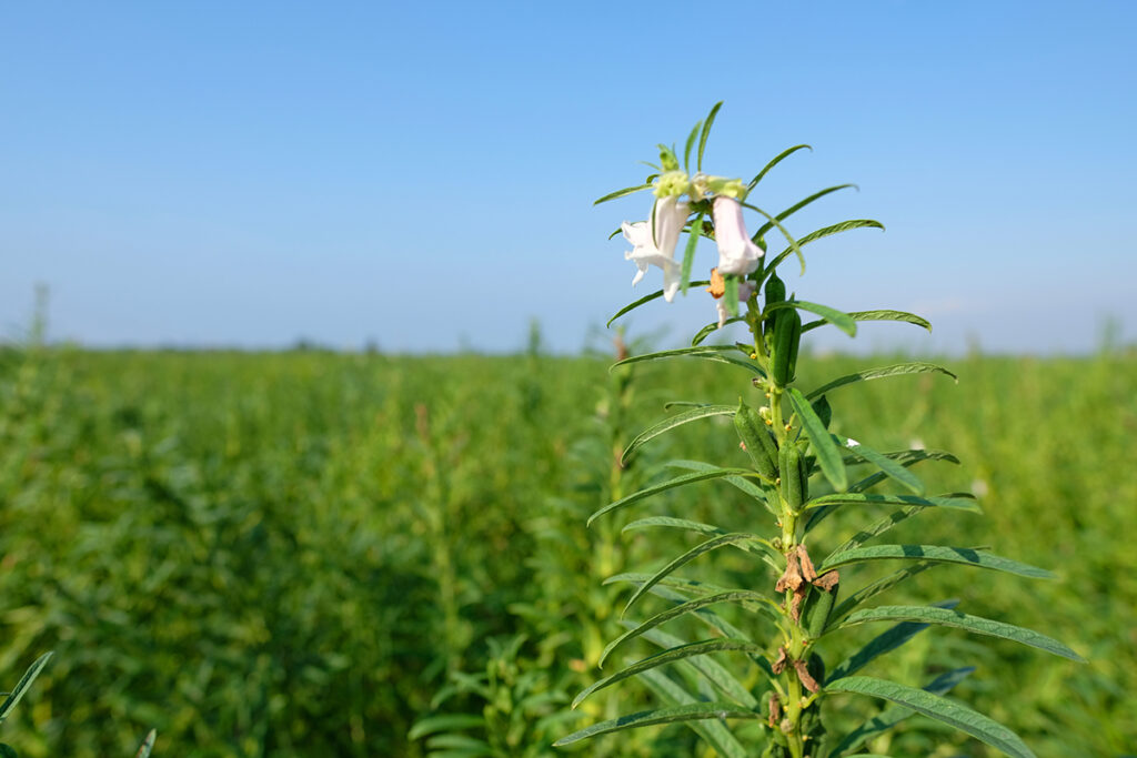 Sesame plant Gambuzza